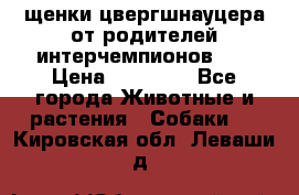 щенки цвергшнауцера от родителей интерчемпионов,   › Цена ­ 35 000 - Все города Животные и растения » Собаки   . Кировская обл.,Леваши д.